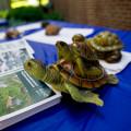 In addition to Beloit staff, turtles are ready to greet alumni upon their return.