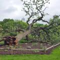 One of the oldest and largest trees on campus that came down in a storm the night of May 17.